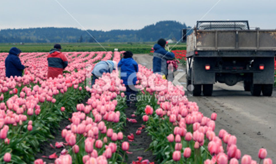 Migrant workers harvesting tulips